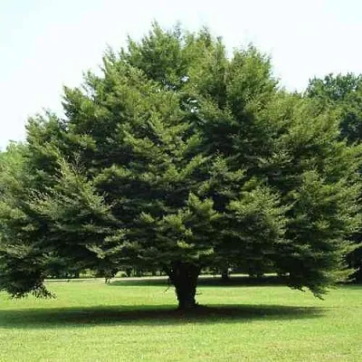 Бук обыкновенный  Бук обыкновенный в Орле