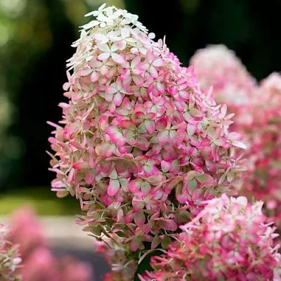 Гортензия РОЯЛ ФЛОВЕР метельчатая  Гортензия РОЯЛ ФЛОВЕР метельчатая в Орле