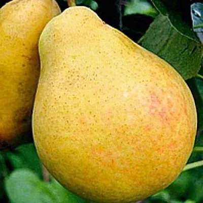 Груша САХАРНАЯ  Груша САХАРНАЯ в Орле