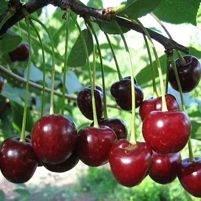 Вишня БЫСТРИНКА  Вишня БЫСТРИНКА в Орле