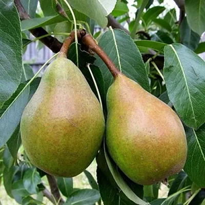 Груша ЯБЛУНИВСКАЯ  Груша ЯБЛУНИВСКАЯ в Орле