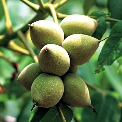 Орех МАНЬЧЖУРСКИЙ  Орех МАНЬЧЖУРСКИЙ в Орле