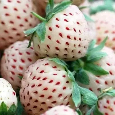 Клубника АНАНАСА ремонтантная — описание сорта Клубника АНАНАСА ремонтантная в Орле