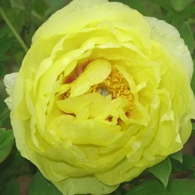 Пион ЗОЛОТО ПОДНЕБЕСНОЙ древовидный  Пион ЗОЛОТО ПОДНЕБЕСНОЙ древовидный в Орле