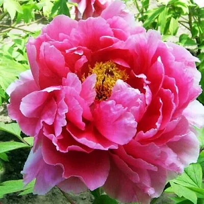 Пион ВОСХОД СОЛНЦА древовидный  Пион ВОСХОД СОЛНЦА древовидный в Орле