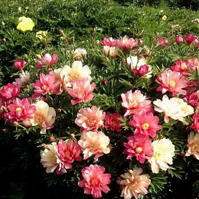 Пион ДЖУЛИЯ РОУЗ ито-гибрид  Пион ДЖУЛИЯ РОУЗ ито-гибрид в Орле