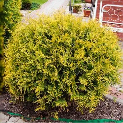 Туя КОЛЛЕРС ГОЛД складчатая  Туя КОЛЛЕРС ГОЛД складчатая в Орле