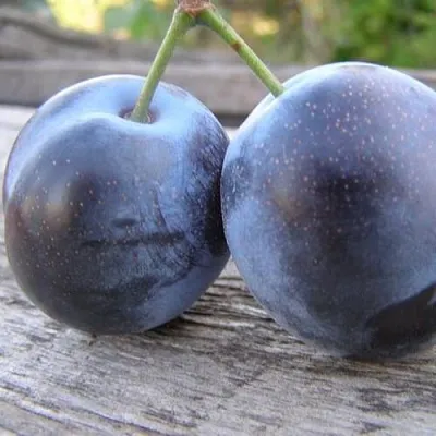 Слива БЛЮФРИ  Слива БЛЮФРИ в Орле