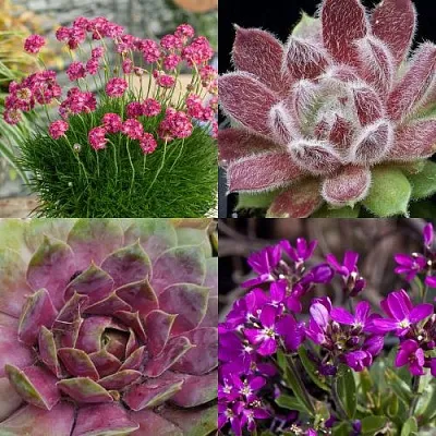 Комплект МИНИ САД в Орле