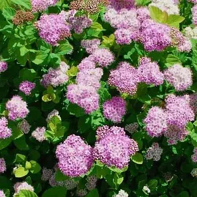 Спирея ПИНК СПАРКЛЕР  Спирея ПИНК СПАРКЛЕР в Орле