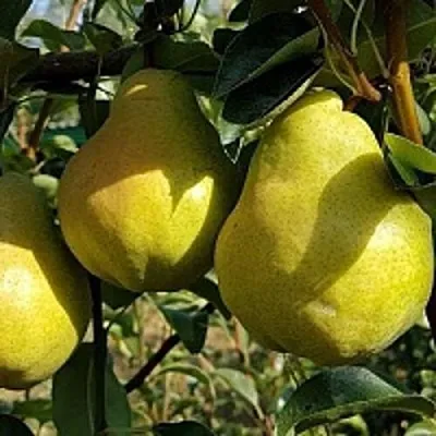 Груша СОКРОВИЩЕ  Груша СОКРОВИЩЕ в Орле
