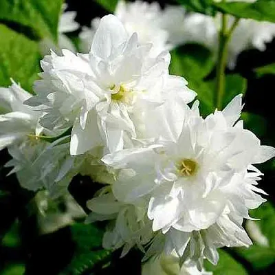 Жасмин ДАМ БЛАНШ  Жасмин ДАМ БЛАНШ в Орле