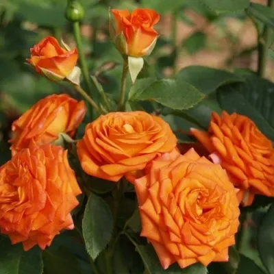 Саженцы роз БЕЙБ спрей — описание сорта Саженцы роз БЕЙБ спрей в Орле