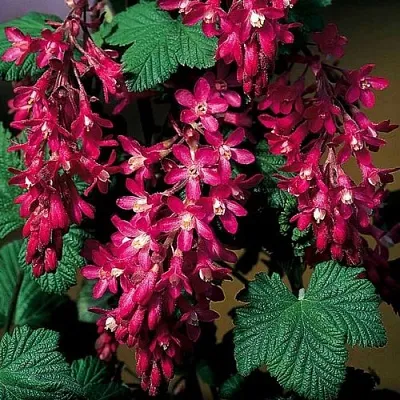 Смородина кроваво-красная  Смородина кроваво-красная в Орле