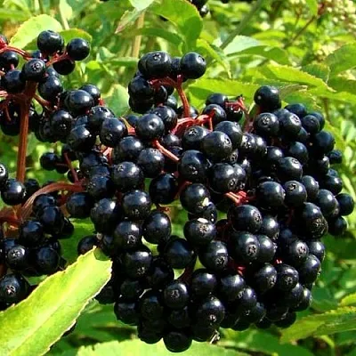 Бузина  Бузина в Орле