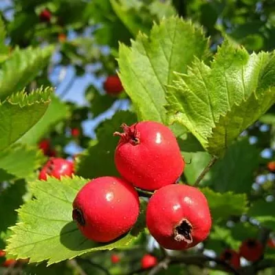 Боярышник МЯГКОВАТЫЙ  Боярышник МЯГКОВАТЫЙ в Орле