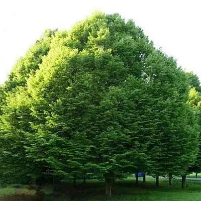 Граб японский  Граб японский в Орле