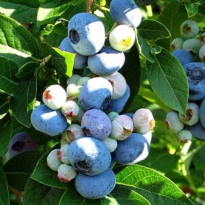 Голубика ВЕЙМУТ в Орле