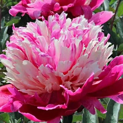 Пион ДЕЙДРИМ травянистый  Пион ДЕЙДРИМ травянистый в Орле