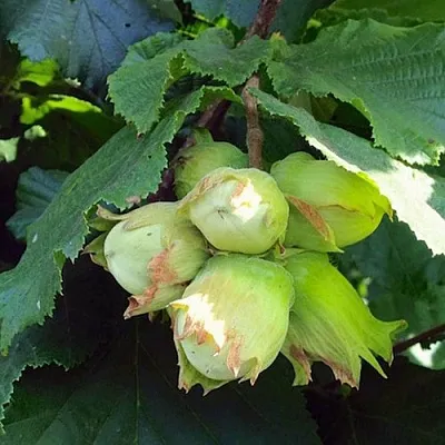 Фундук ТАМБОВСКИЙ РАННИЙ  Фундук ТАМБОВСКИЙ РАННИЙ в Орле