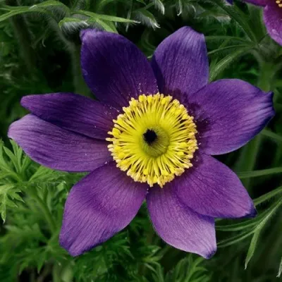 Прострел ПИНВИЛ БЛЮ ШЕЙДЕС в Орле