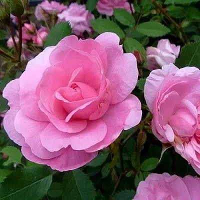 Саженцы роз ДЖОН ДЭВИС плетистая  Саженцы роз ДЖОН ДЭВИС плетистая в Орле