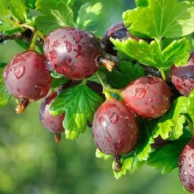 Крыжовник СЕРЕНАДА  Крыжовник СЕРЕНАДА в Орле