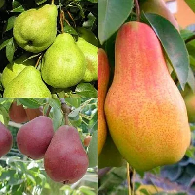 Комплект ГРУШЕВОЕ АССОРТИ в Орле