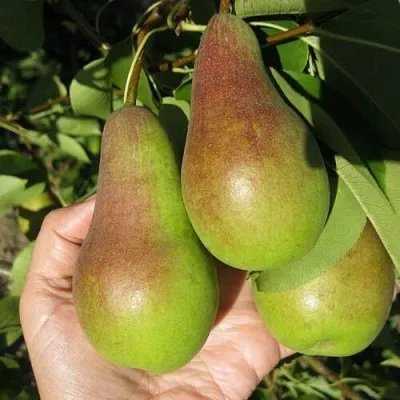 Груша ТАЛГАРСКАЯ КРАСАВИЦА  Груша ТАЛГАРСКАЯ КРАСАВИЦА в Орле