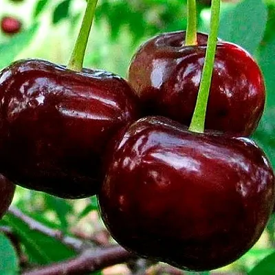 Дюк (черевишня)  Дюк (черевишня) в Орле