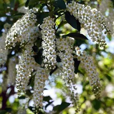 Черемуха виргинская ШУБЕРТ  Черемуха виргинская ШУБЕРТ в Орле