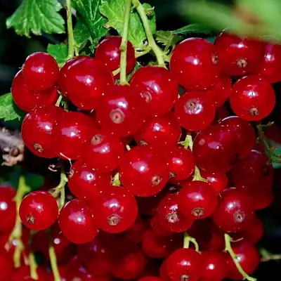 Смородина красная СЕРПАНТИН  Смородина красная СЕРПАНТИН в Орле