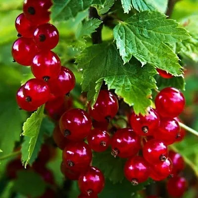Смородина красная РОЛАН  Смородина красная РОЛАН в Орле