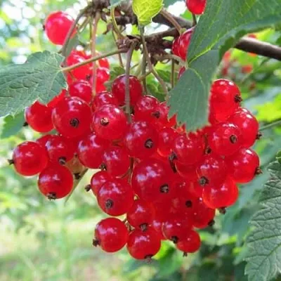 Смородина красная КРАСНАЯ АНДРЕЙЧЕНКО  Смородина красная КРАСНАЯ АНДРЕЙЧЕНКО в Орле