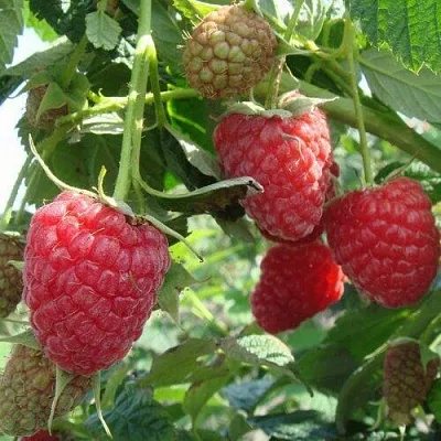 Малина КОЛОКОЛЬЧИК в Орле