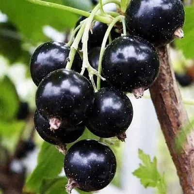 Смородина чёрная ДЕЛИКАТЕСНАЯ в Орле