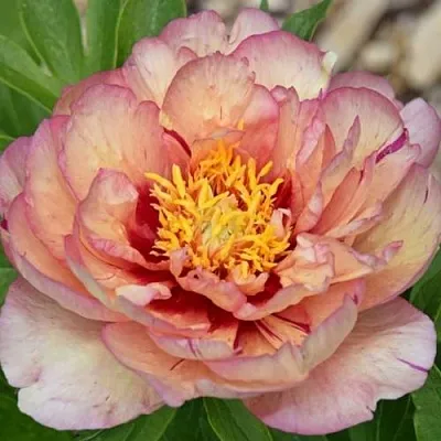 Пион КЭЛЛИС МЕМОРИ ито-гибрид  Пион КЭЛЛИС МЕМОРИ ито-гибрид в Орле