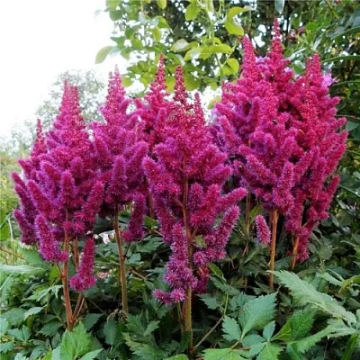 Астильба ВИЖНС китайская  Астильба ВИЖНС китайская в Орле