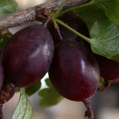 Крыжовник ЧЕЛЯБИНСКИЙ СЛАБОШИПОВАТЫЙ  Крыжовник ЧЕЛЯБИНСКИЙ СЛАБОШИПОВАТЫЙ в Орле