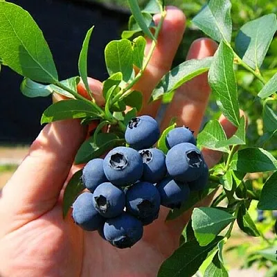 Голубика НОРТ КАНТРИ в Орле