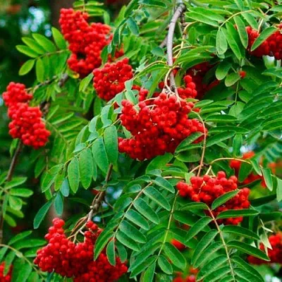 Рябина ПЛАКУЧАЯ сладкоплодная  Рябина ПЛАКУЧАЯ сладкоплодная в Орле