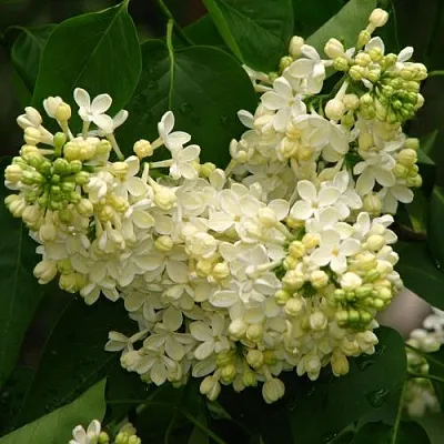 Сирень ПРИМРОУЗ  Сирень ПРИМРОУЗ в Орле