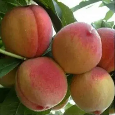 Персик ТУРИСТ  Персик ТУРИСТ в Орле