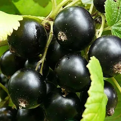 Смородина черная ЭБОНИ  Смородина черная ЭБОНИ в Орле