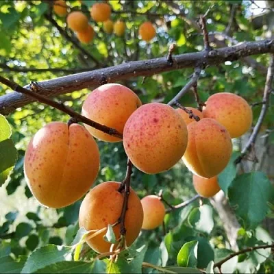 Абрикос ЖЕРДЕЛА в Орле