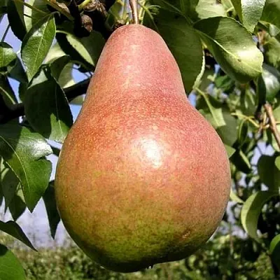 Груша КИРГИЗСКАЯ ЗИМНЯЯ  Груша КИРГИЗСКАЯ ЗИМНЯЯ в Орле