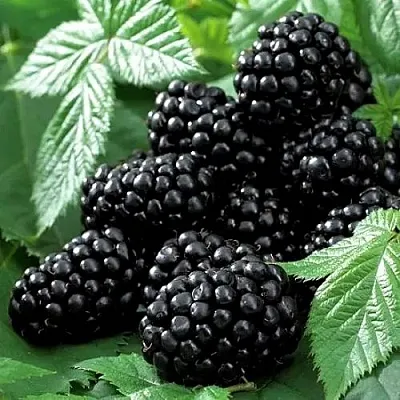 Ежевика БЛЭК БЬЮТИ  Ежевика БЛЭК БЬЮТИ в Орле