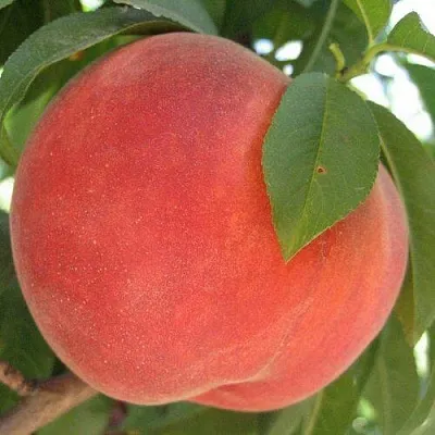 Персик МАЙСКИЙ ЦВЕТОК  Персик МАЙСКИЙ ЦВЕТОК в Орле