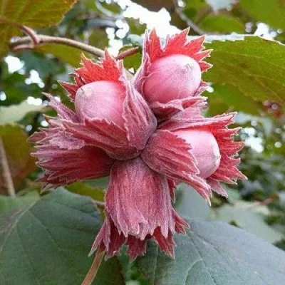 Фундук СКАРЛЕТТ  Фундук СКАРЛЕТТ в Орле