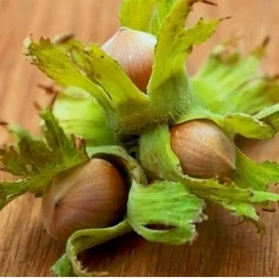 Фундук ГИГАНТ ТАМБОВСКИЙ  Фундук ГИГАНТ ТАМБОВСКИЙ в Орле